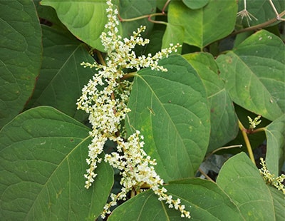 Beware Japanese Knotweed - flood warning for landlords