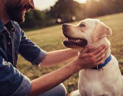 Barking Mad? Rental properties have dog-walking area and water bowls