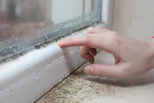 Landlords battling damp and mould urged to contact council